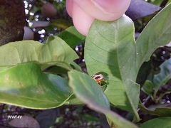 Supputius cincticeps