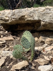 Opuntia lindheimeri