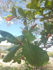 Terminalia catappa