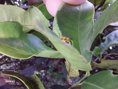 Supputius cincticeps