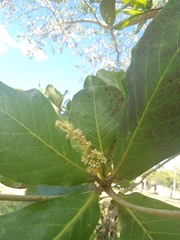 Terminalia catappa