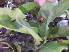 Supputius cincticeps