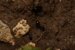 Crematogaster laestrygon