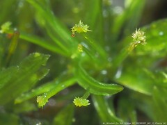 Syrrhopodon texanus