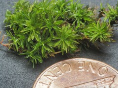 Syrrhopodon texanus