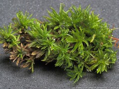 Syrrhopodon texanus