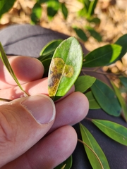 Phytomyza glabricola