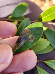 Phytomyza glabricola