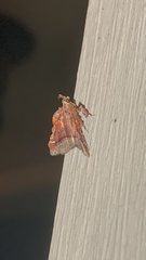 Clydonopteron sacculana
