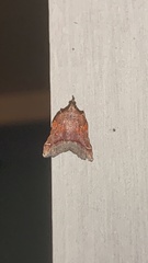 Clydonopteron sacculana