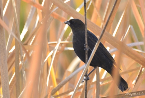 Red-winged Blackbird (Agelaius phoeniceus)