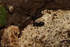 Crematogaster laestrygon