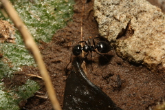 Crematogaster laestrygon