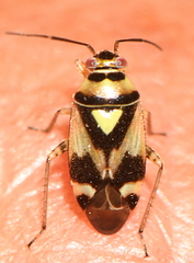 Orthops campestris
