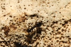 Crematogaster laestrygon