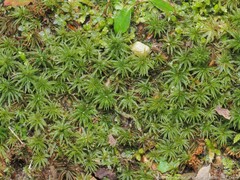 Atrichum altecristatum