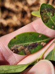 Phytomyza glabricola
