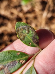 Phytomyza glabricola