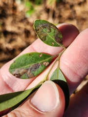 Phytomyza glabricola