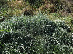 Cynara cardunculus cardunculus