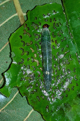 Quadrus cerialis