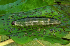 Quadrus cerialis