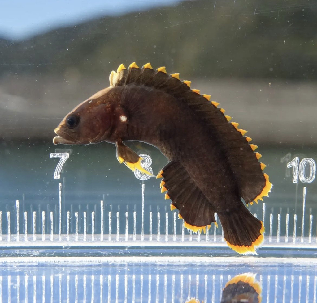 Barebelly Basslet