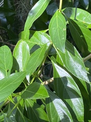Citharexylum spinosum