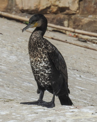 Phalacrocorax carbo