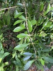 Citharexylum spinosum