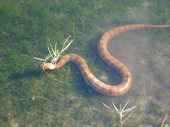 Nerodia clarkii