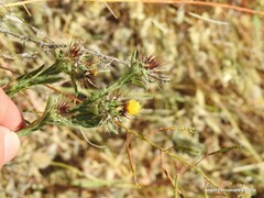 Centaurea melitensis