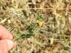 Centaurea melitensis