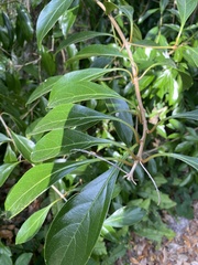 Citharexylum spinosum