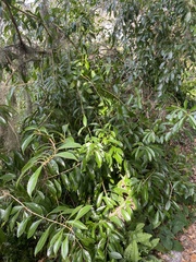 Citharexylum spinosum