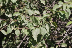 Ceanothus sanguineus