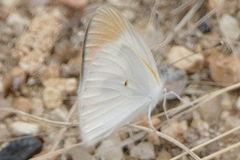 Colotis