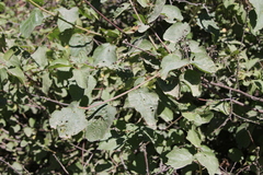 Ceanothus sanguineus