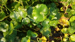 Hydrocotyle ranunculoides