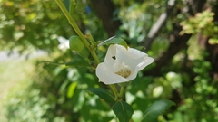 Magnoliopsida