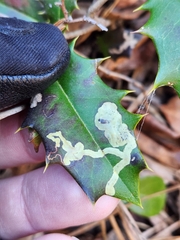 Phytomyza ilicicola