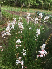 Gaura