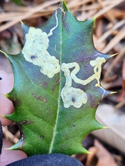 Phytomyza ilicicola