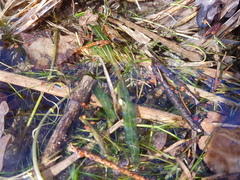 Potamogeton
