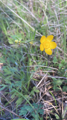 Ranunculus occidentalis