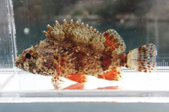 Sebastes longispinis