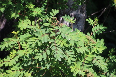 Sorbus sitchensis