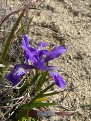 Iris longipetala