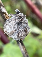 Neolasioptera lupini