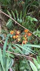 Crocosmia aurea